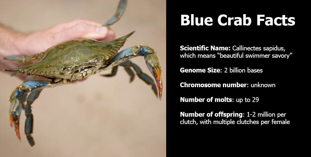 Guardians of the Blue Crab | imet